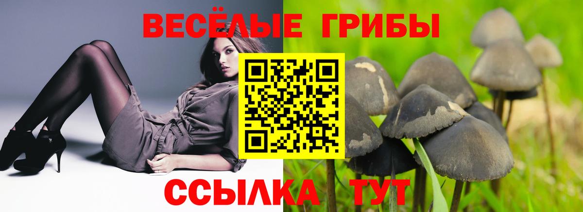 Галлюциногенные грибы Psilocybine cubensis Егорьевск